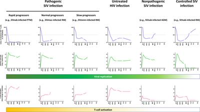 The Hitchhiker Guide to CD4+ T-Cell Depletion in Lentiviral Infection. A Critical Review of the Dynamics of the CD4+ T Cells in SIV and HIV Infection